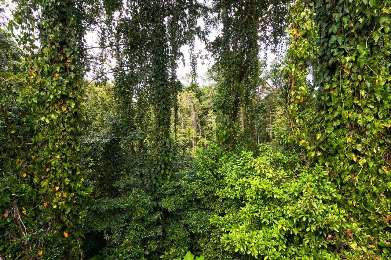 Casa Cayuco Eco-Adventure Lodge ボカス・タウン エクステリア 写真